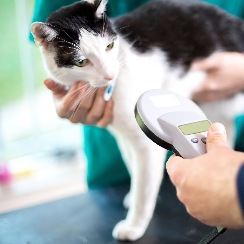 cat getting microchip services at the vet clinic