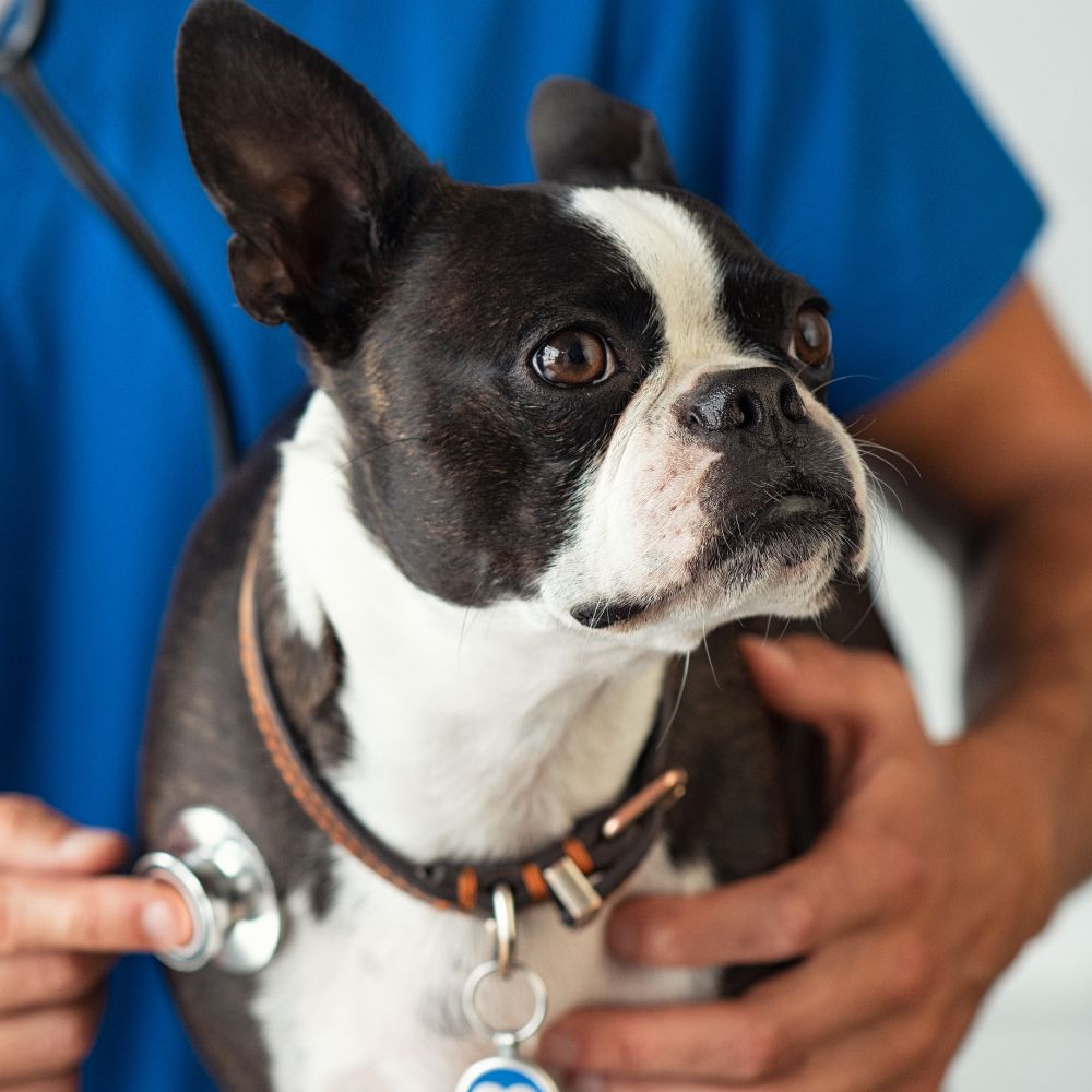 A Boston Terrier being examined by a veterinarian using a stethoscope