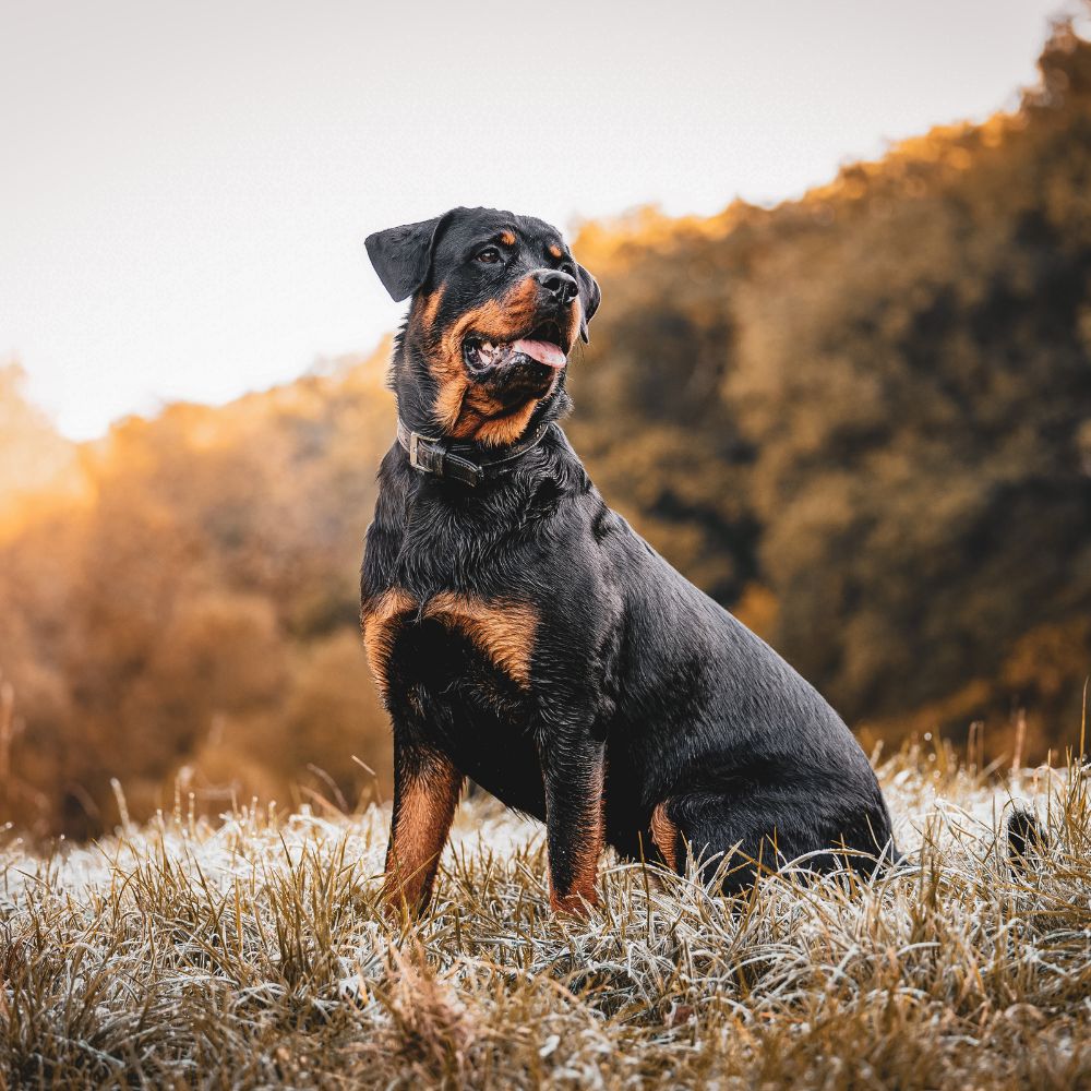 A Rottweiler sitting calmly in a frosty field