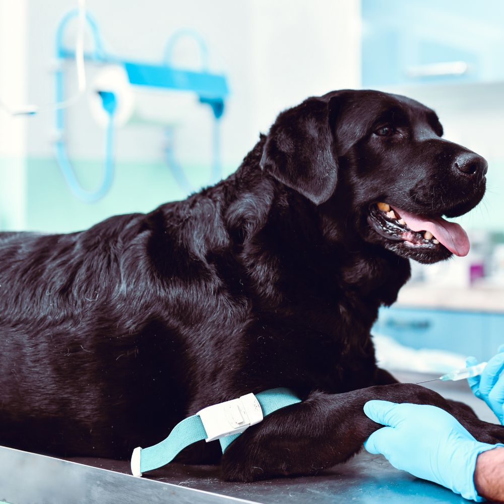 1 dog at the vet clinic for Pet Wellness Care Services