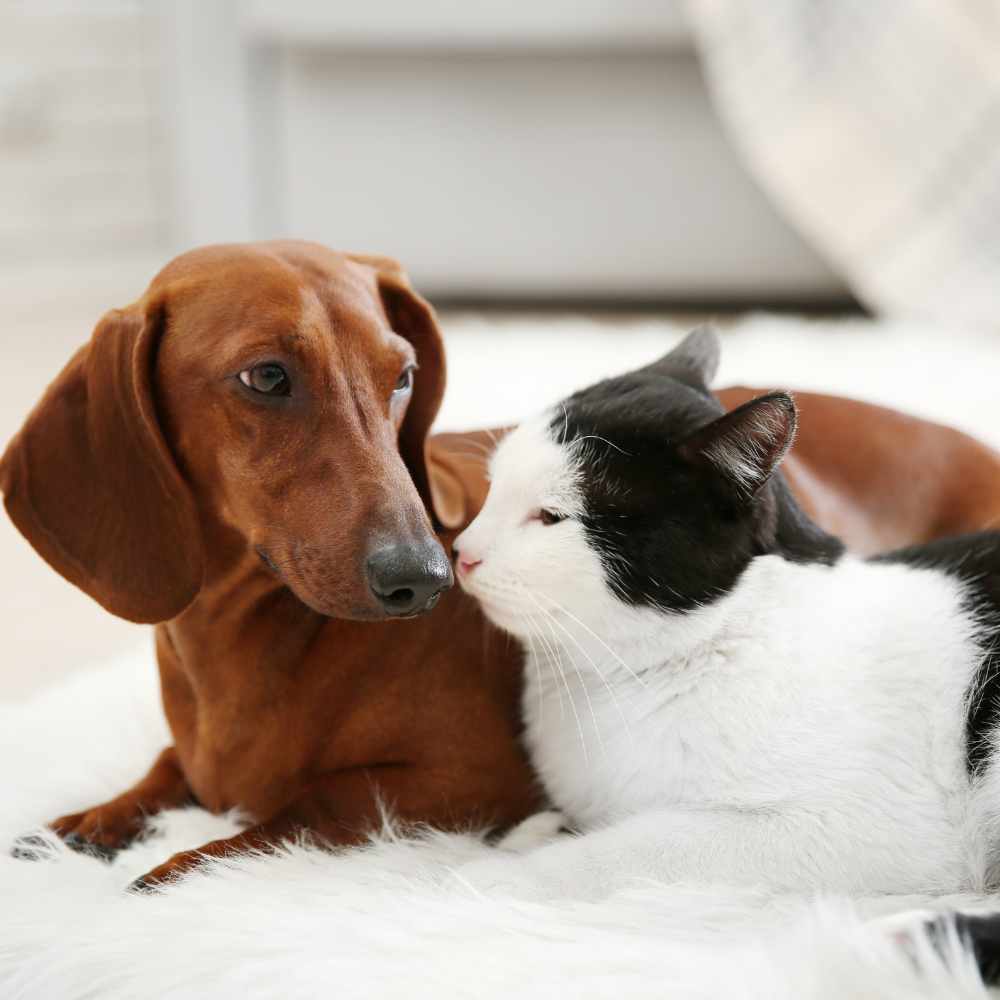 A brown Dachshund and a black-and-white cat cuddling together 
