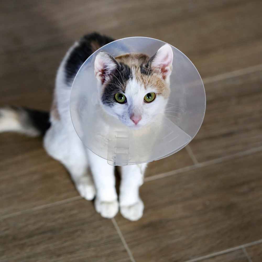A cat wearing a protective cone around its head
