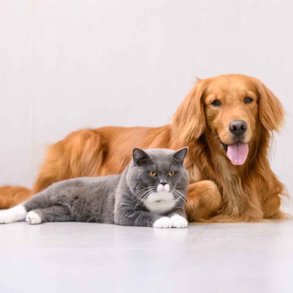 A dog and cat sit side by side on a clean white floor