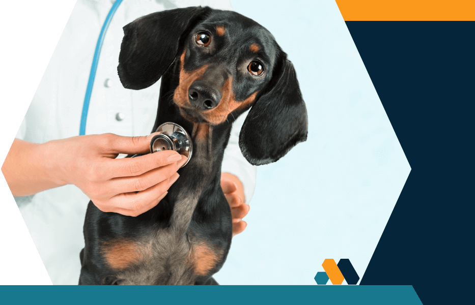 A dog is being checked by a veterinarian in a medical