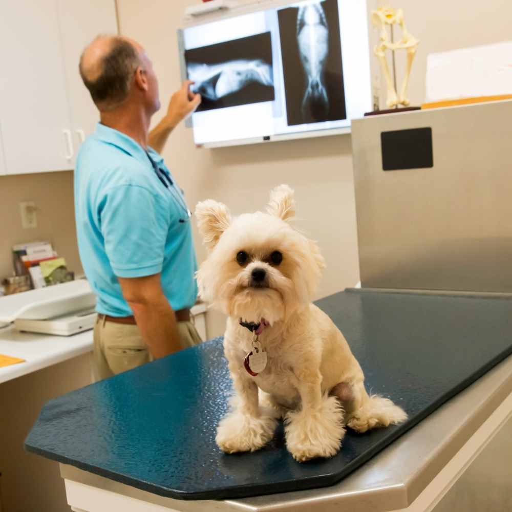 A dog on a table in a veterinary office