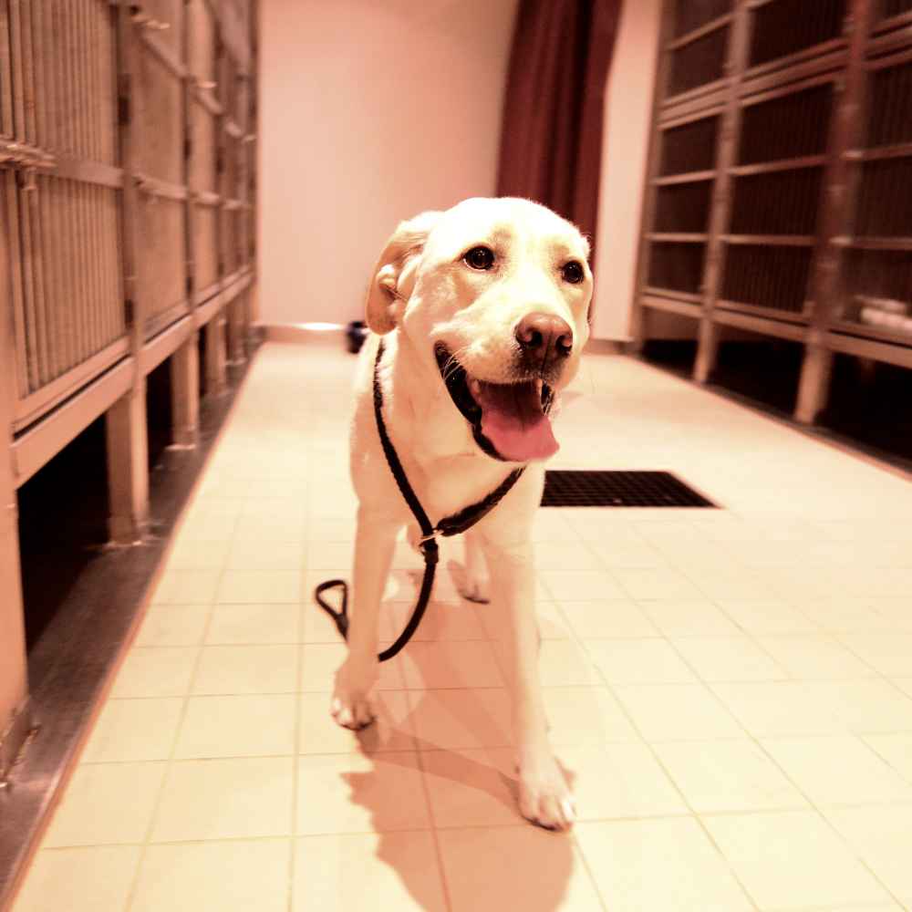 A dog stands in a hallway