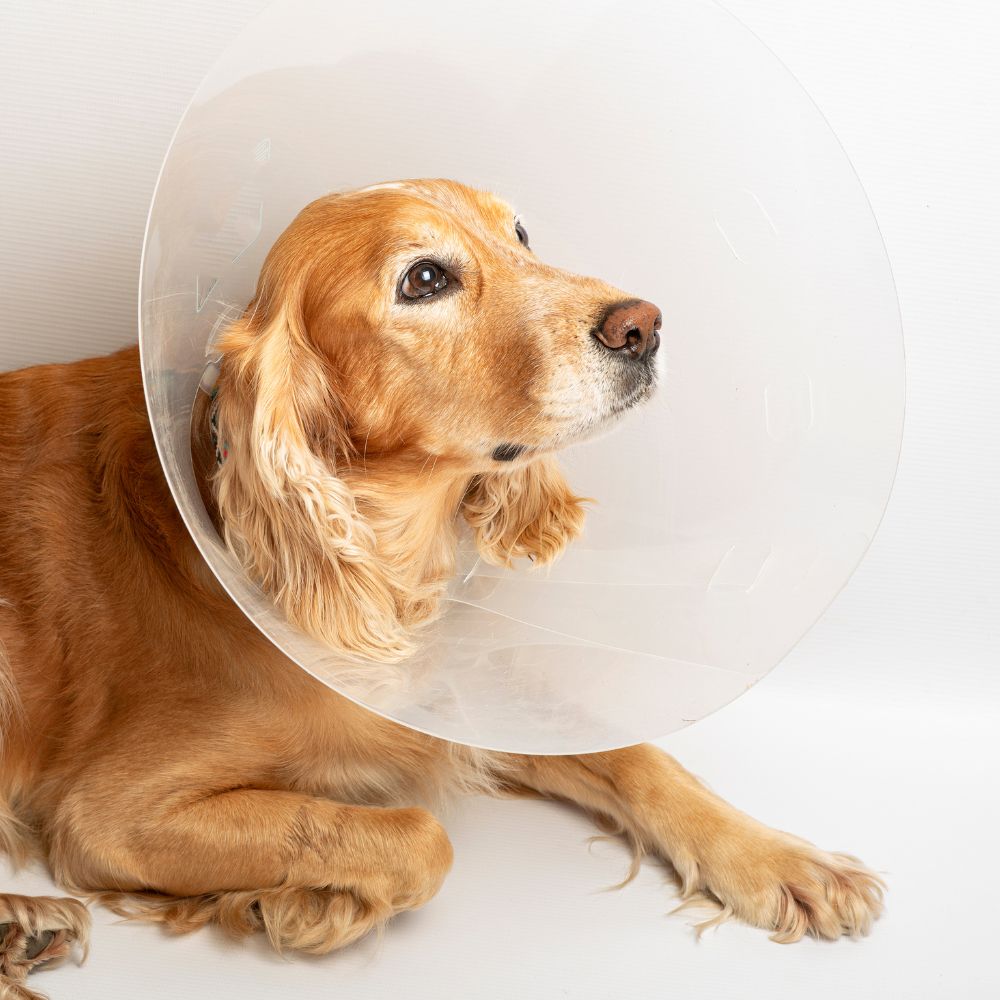 A dog wearing a protective cone around its head