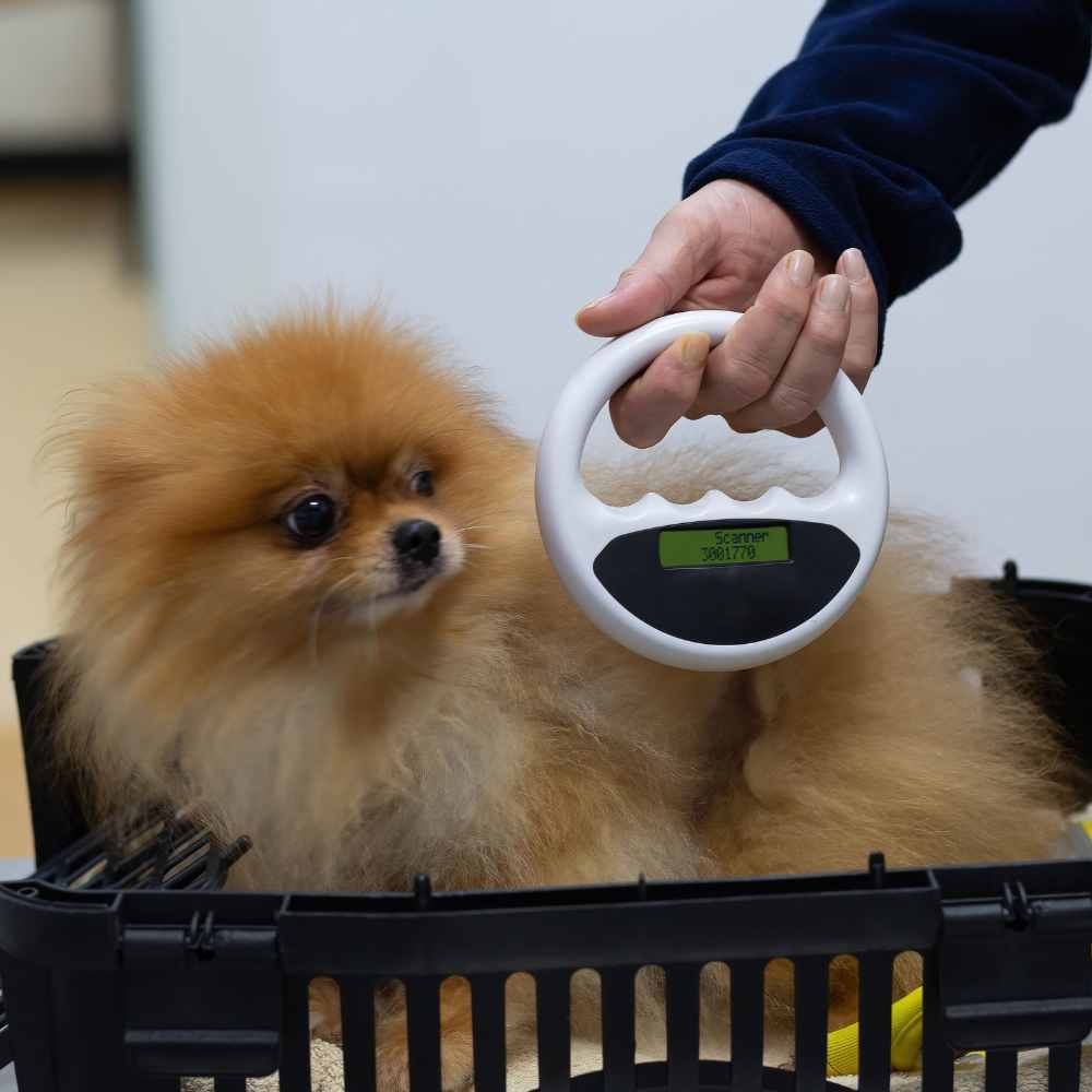 A person holds a fluffy Pomeranian dog close to their chest