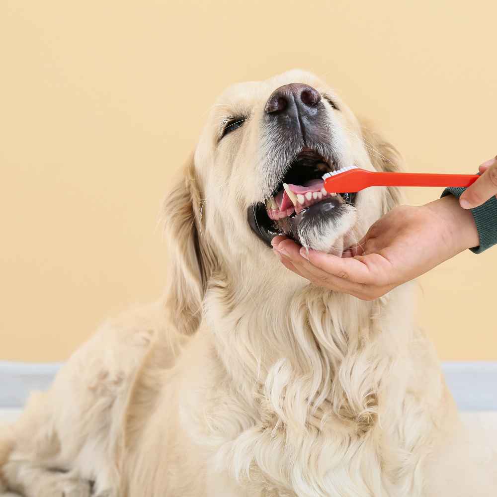 A person using a red toothbrush to brush a dog's teeth