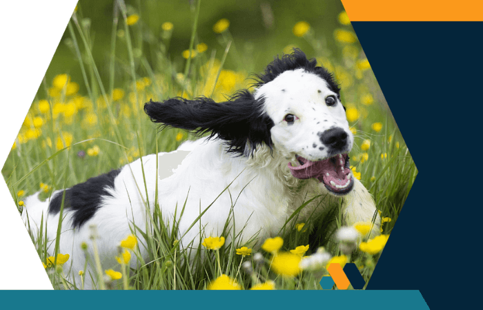 A playful dog dashes through a blooming field of flowers