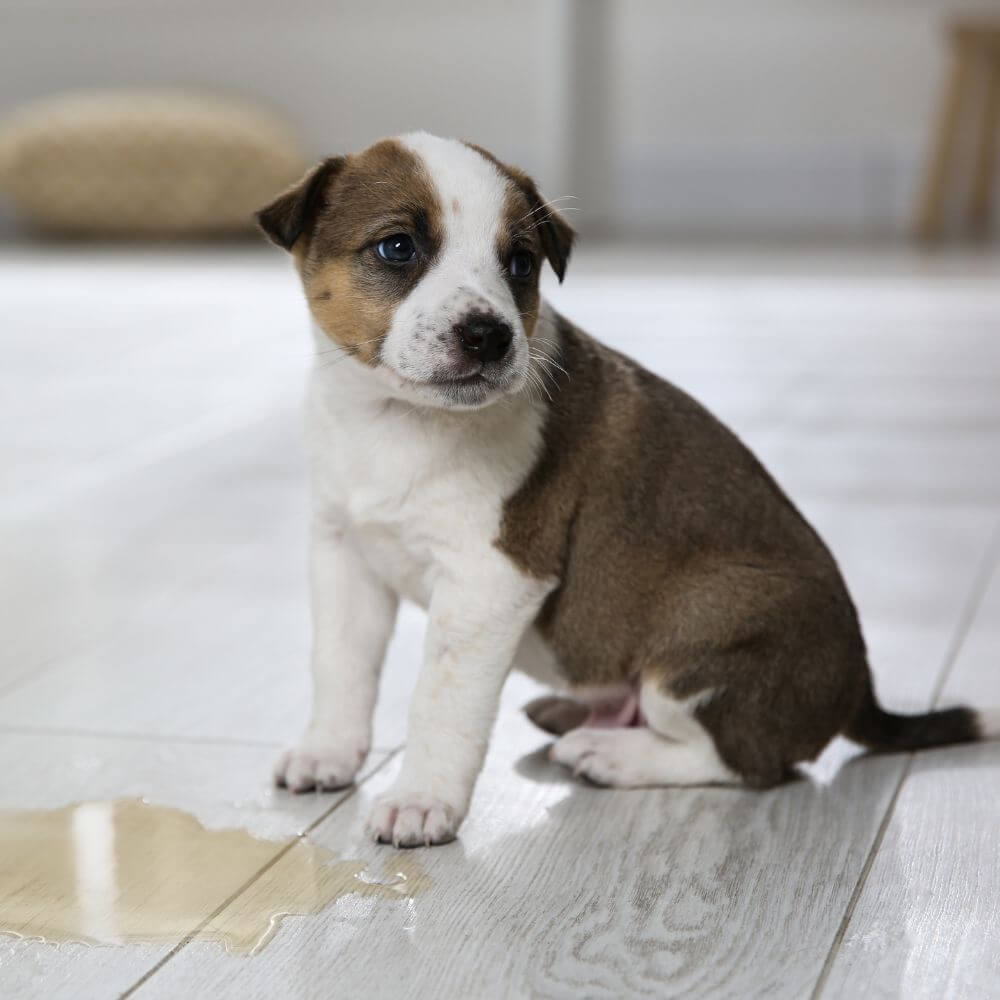 A puppy sits on a white floor