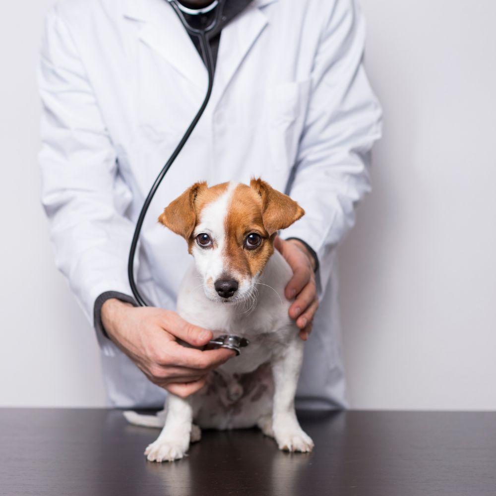 A small Jack Russell Terrier being examined with a stethoscope