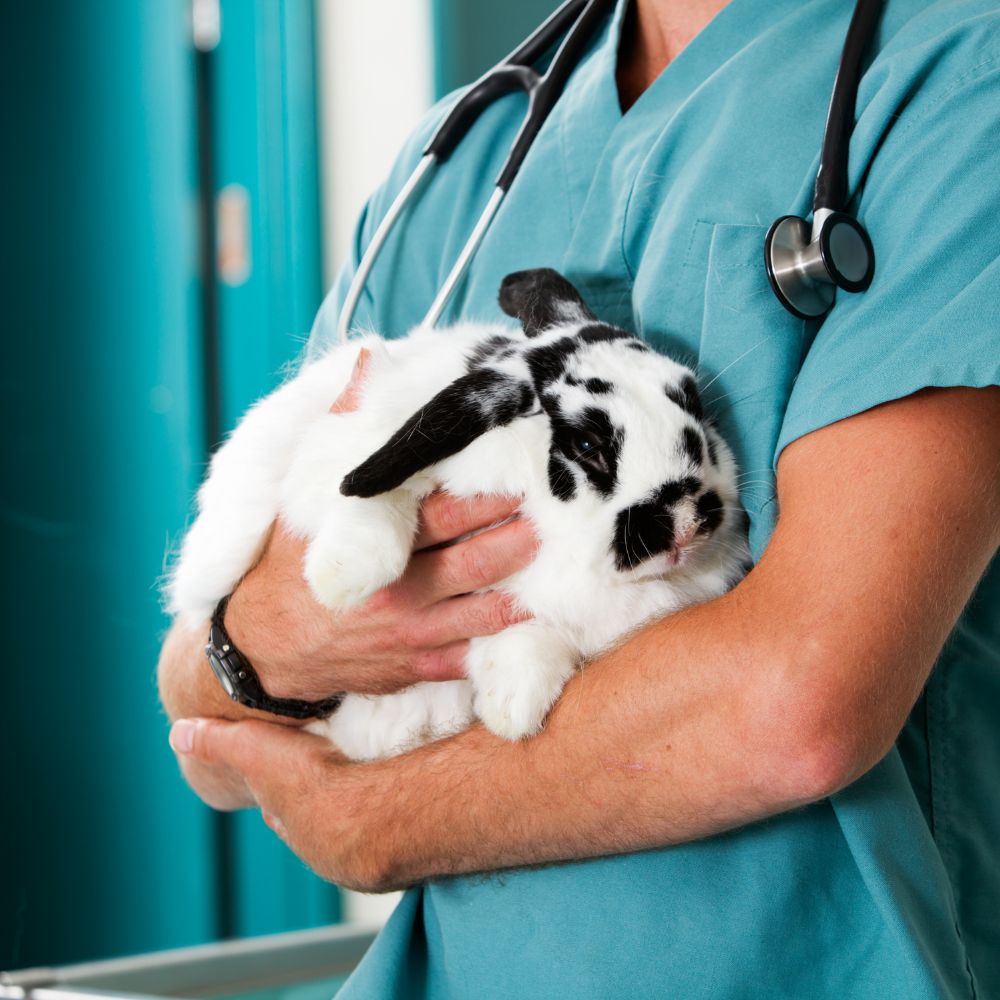 dog at the vet clinic for Pet Wellness Care Services