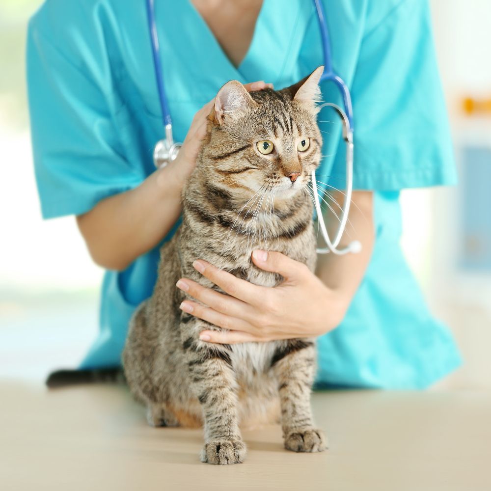 A woman in a blue shirt holds a cat