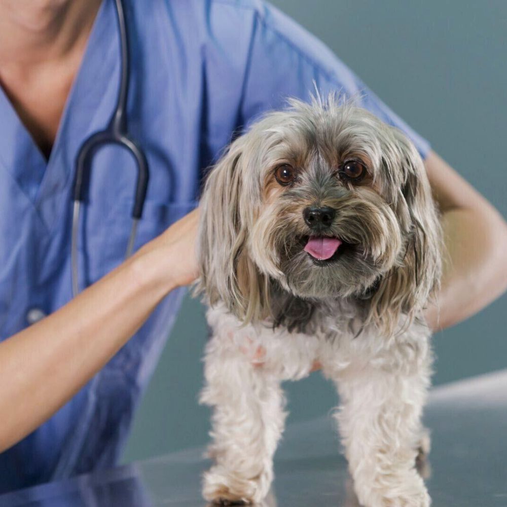 A woman in a blue shirt holds a small dog