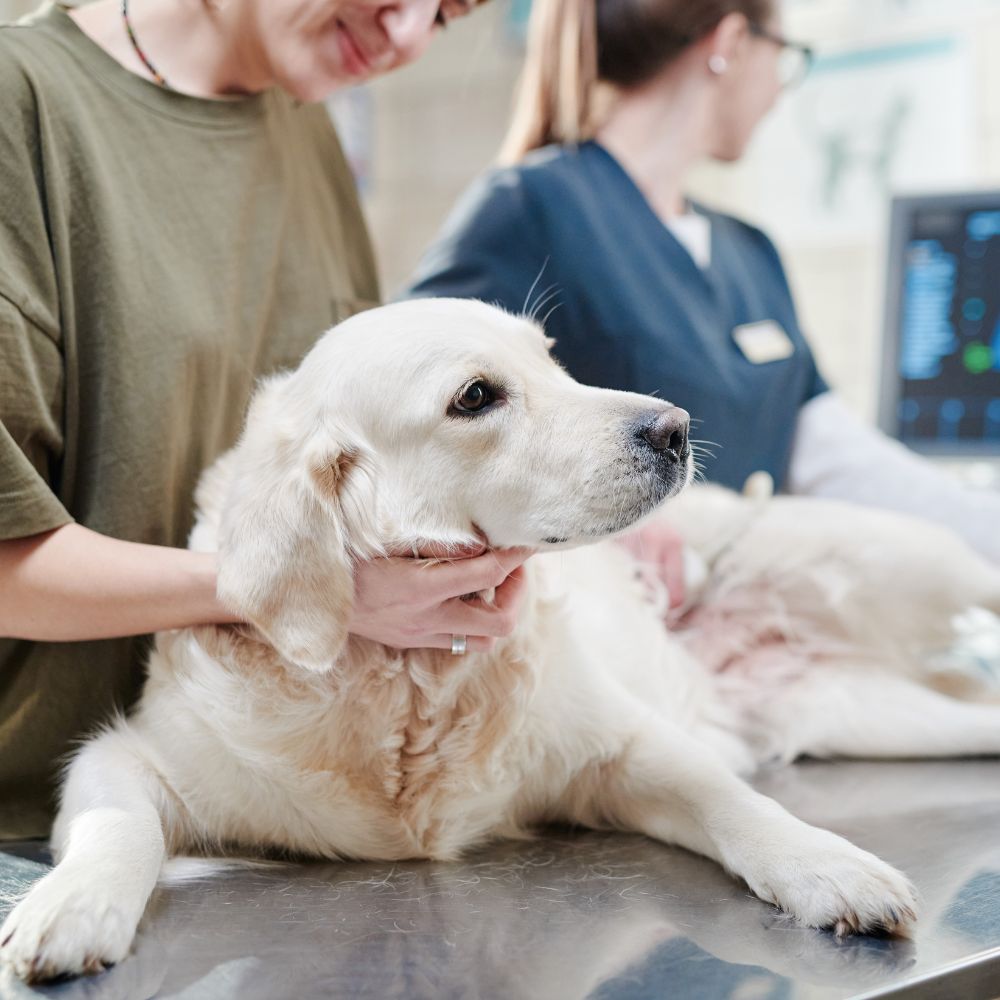 A woman interacts with a dog at a veterinary office