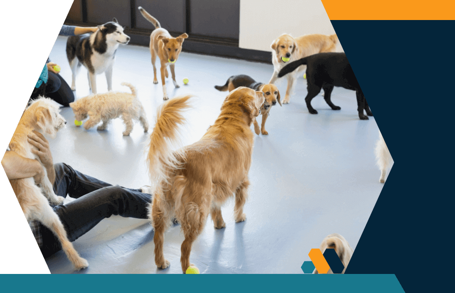 Several dogs are gathered around people sitting on the floor