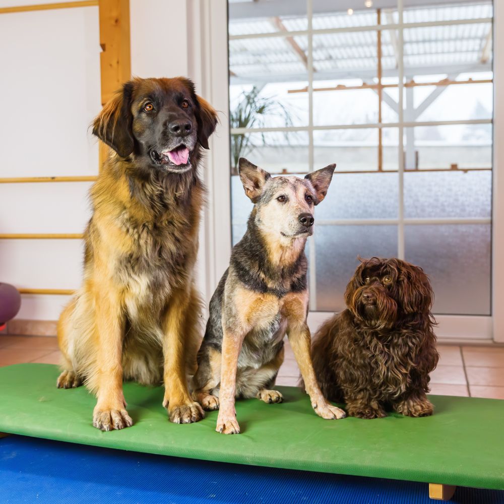 Three dogs of different breeds sitting on a green mat