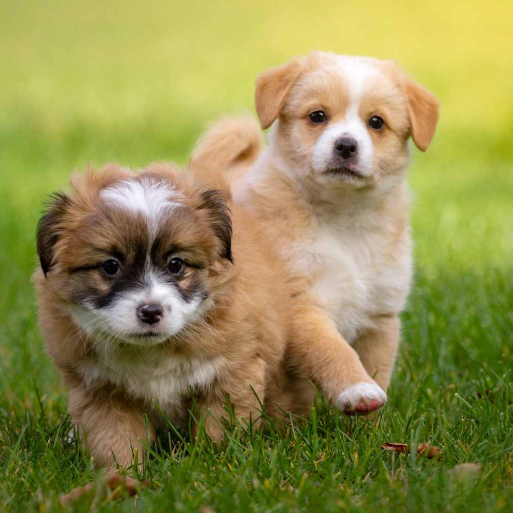 Two playful puppies joyfully running