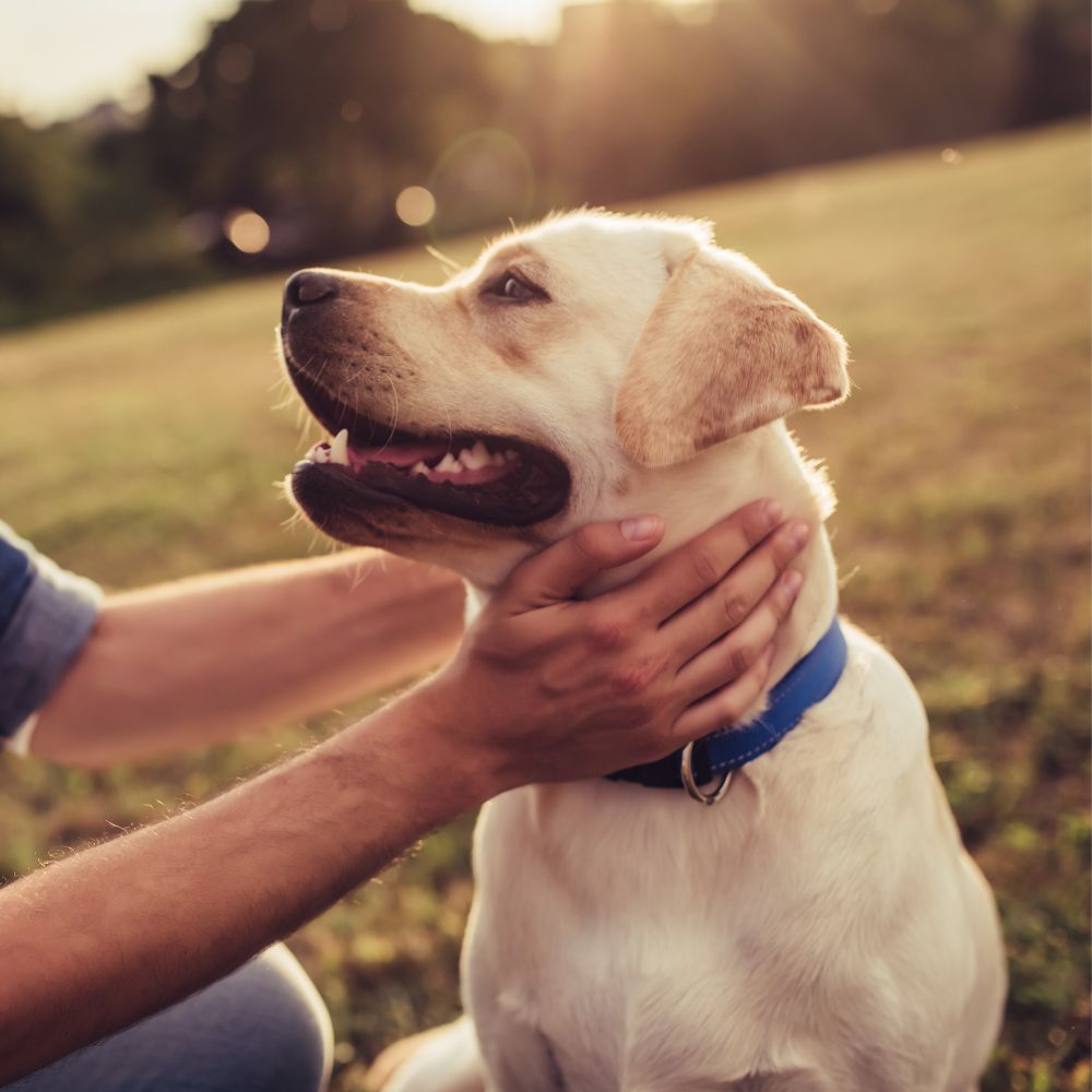 14 A man gently pets a dog