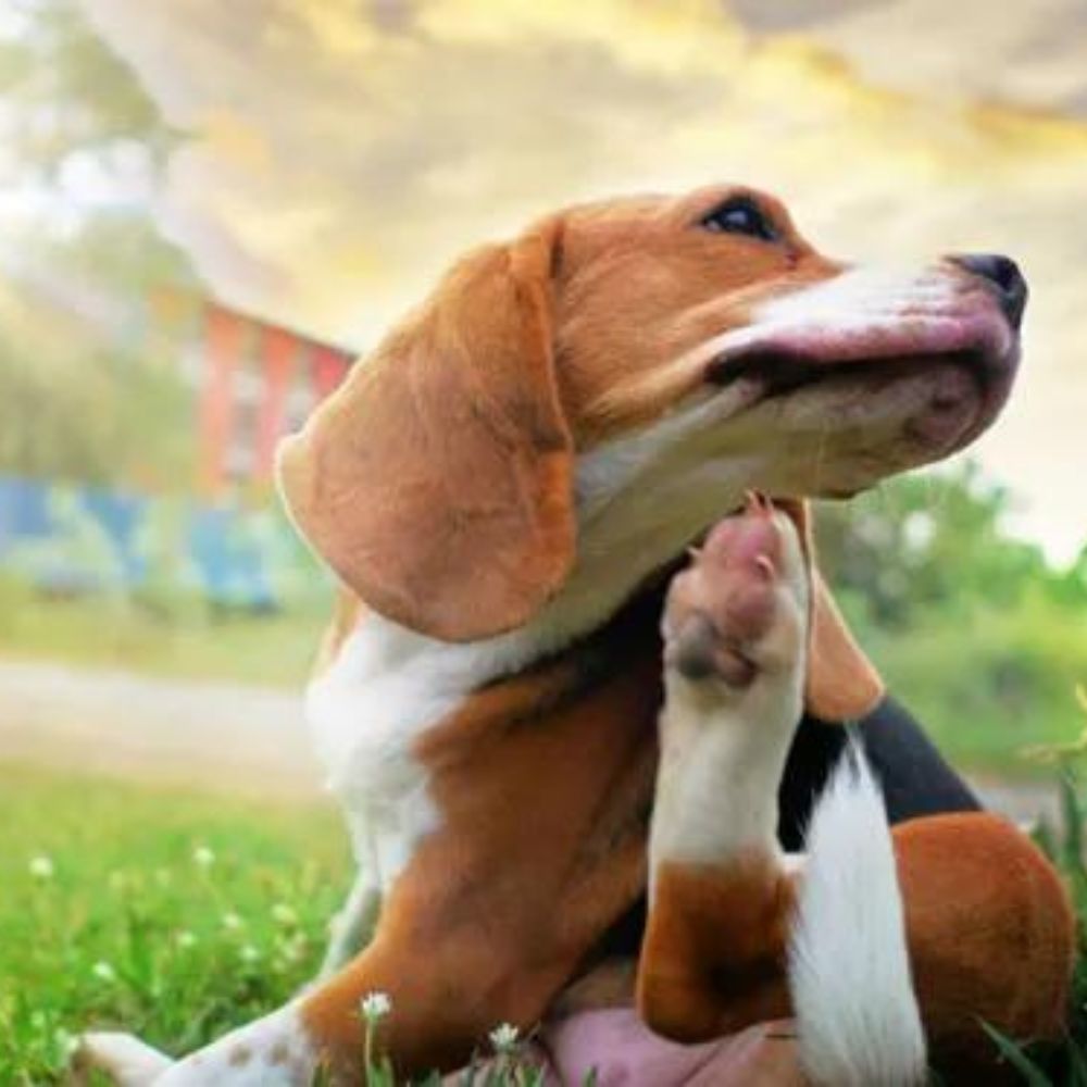 A beagle dog sitting on green grass
