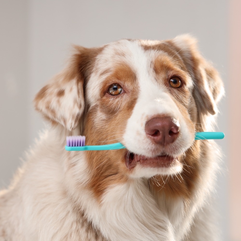 A dog playfully holds a toothbrush in its mouth A dog playfully holds a toothbrush in its mouth