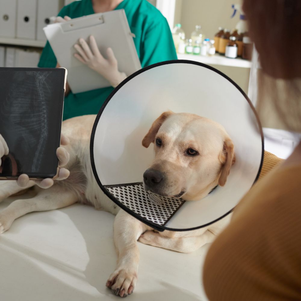 A dog wearing a cone sits on a table