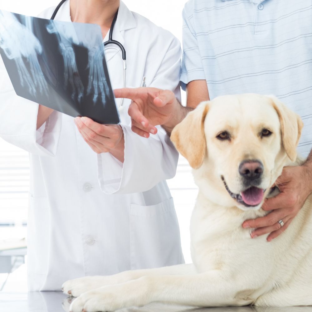 A man and woman study an X-ray image of a dog