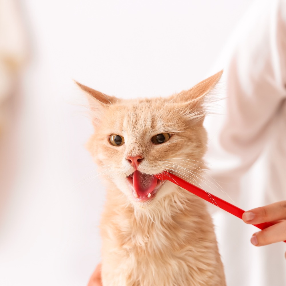 A person gently brushes a cat's teeth