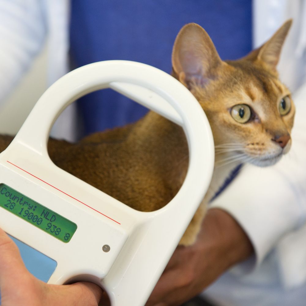 A veterinarian uses a microchip scanner on a brown cat