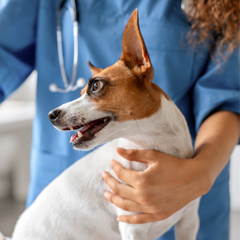 A woman in a blue shirt holds a dog A woman in a blue shirt holds a dog