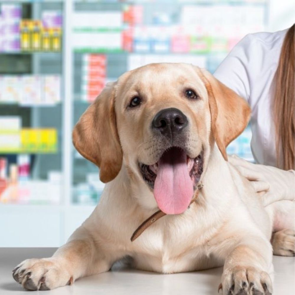 Happy Labrador retriever lying on a veterinary exam table Happy Labrador retriever lying on a veterinary exam table