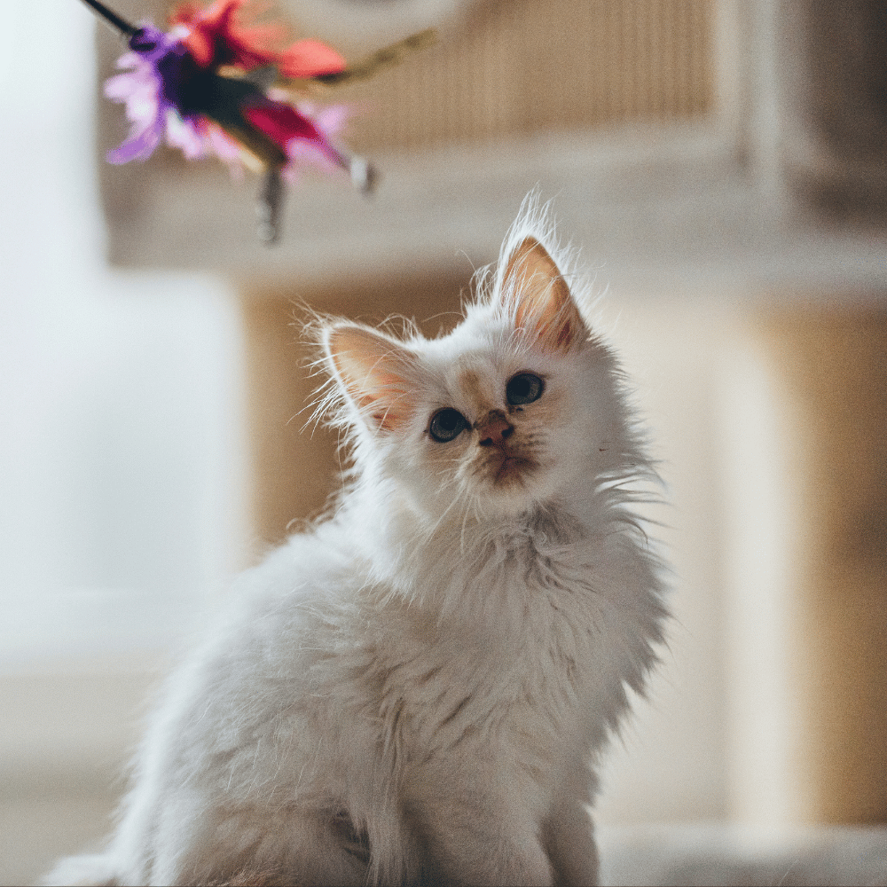 kitten playing with a feather toy