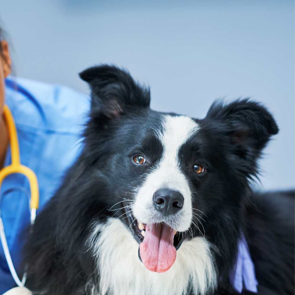 woman in blue scrubs gently pets a black and white dog