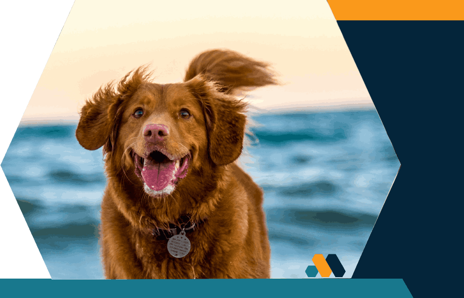 Happy dog running in surf