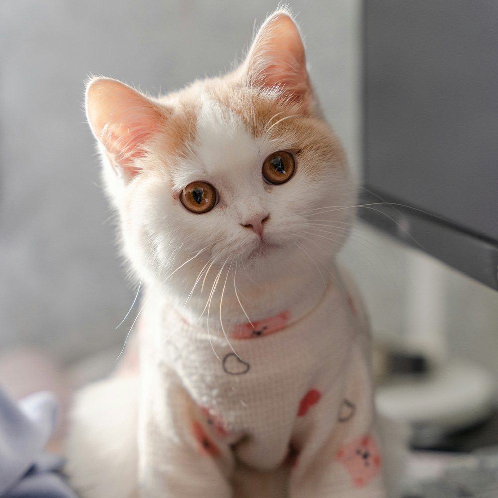 cat at the vet
