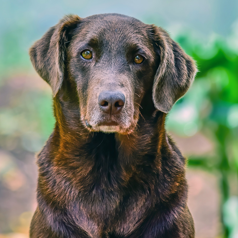 Senior dog