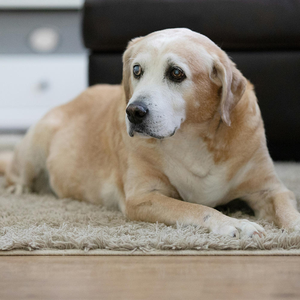 Senior dog