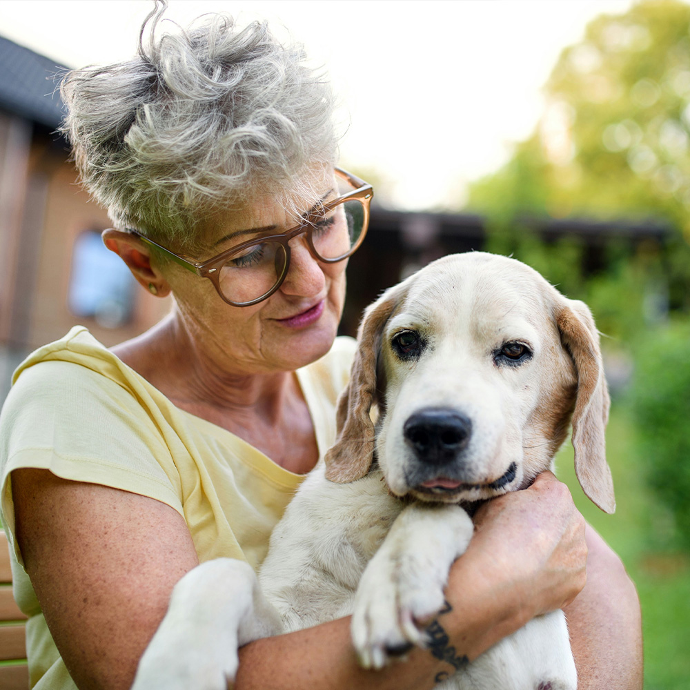 Senior dog